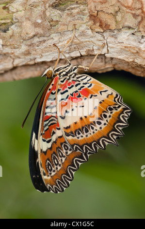 Lacewing Butterfly Cethosia biblis Asia del Sud appeso ali di essiccamento dopo la schiusa modellato la foresta pluviale colorati Foto Stock