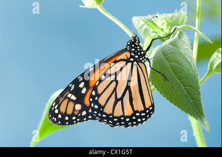 Farfalla monarca Danaus plexippus America del Nord e Centrale Foto Stock
