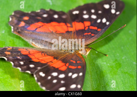 Brown pavone o Scarlet farfalla pavone Anartia amathea appoggiato con ali aperte giungla tropicale foresta pluviale Sud America Foto Stock