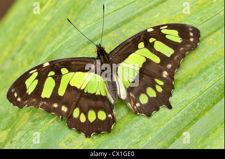 Malachite Butterfly Siproeta stelenes Sud America ali aperte di colore verde e marrone colore Foto Stock