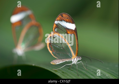 Glasswing Butterfly Greta Oto Sud America coppia adagiata sulla foglia clearwing delicata Foto Stock