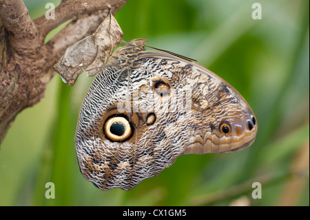 Farfalla civetta Caligo eurilochus America centrale e meridionale della foresta pluviale jungle eye spot ali modellato criptico di mimetizzazione Foto Stock