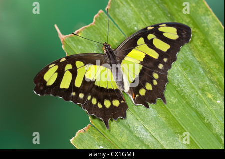 Malachite Butterfly Siproeta stelenes Sud America ali aperte di colore verde e marrone colore Foto Stock