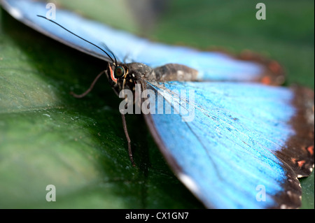 Blue Morpho Butterfly Morpho peleides America Centrale e Sud America in appoggio con alette aperte Foto Stock