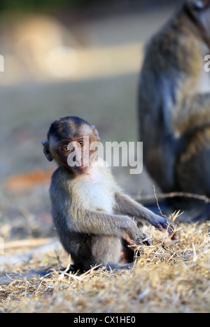 Adulto Giavanesi scimmie macaco e baby a Pangandaran National Park, West Java Foto Stock