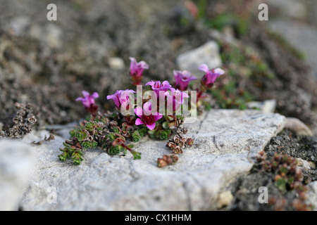 Purple Mountain (sassifraga Saxifraga oppositifolia) sulla tundra artica a Hornsund, Svalbard, Spitsbergen, Norvegia Foto Stock