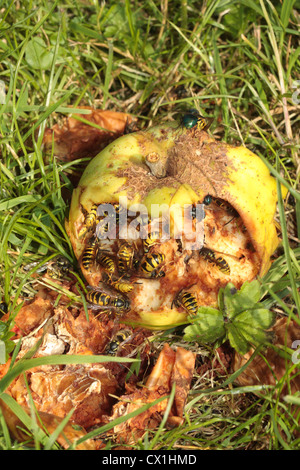 Vespe comune alimentazione su un decadimento di apple. Foto Stock