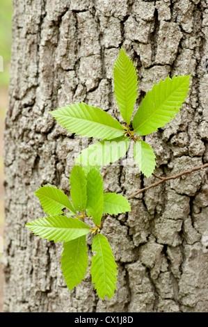 Ippocastano Aesculus hippocastanum Oriente Blean Woodlands Kent REGNO UNITO Kent Wildlife Trust che mostra le foglie e le cortecce Foto Stock