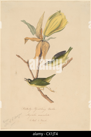 John Woodhouse Audubon, Kentucky Fly-la cattura di trillo, americano, 1812 - 1862, 1830s, penna e in bianco e nero e grigio con inchiostro acquerello Foto Stock