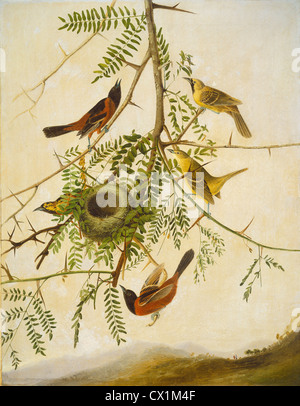 Giuseppe Bartolomeo Kidd dopo John James Audubon (scozzese, probabilmente 1808 - 1889 ), Orchard Rigogolo, 1830/1832 Foto Stock