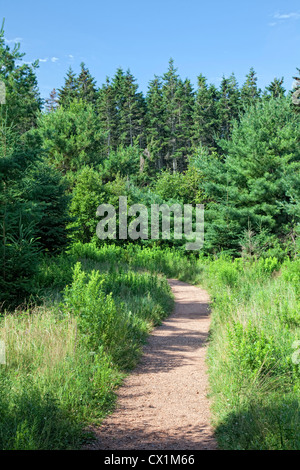 Un sentiero curvo attraverso una foresta settentrionale con sempreverde pino, abete e pino. Foto Stock