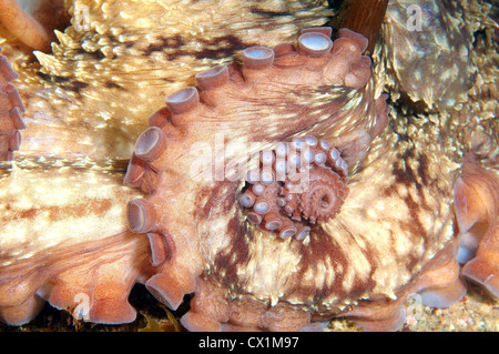 Gigante polpo del Pacifico o del Pacifico del Nord polpo gigante, (Enteroctopus dofleini). Giappone Mare, Estremo Oriente, Primorsky Krai, Russia Foto Stock