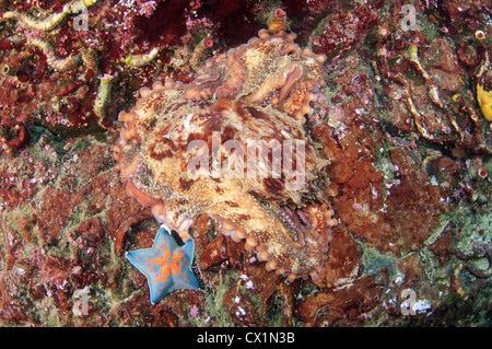 Gigante polpo del Pacifico o del Pacifico del Nord polpo gigante, (Enteroctopus dofleini). Giappone Mare, Estremo Oriente, Primorsky Krai, Russia Foto Stock