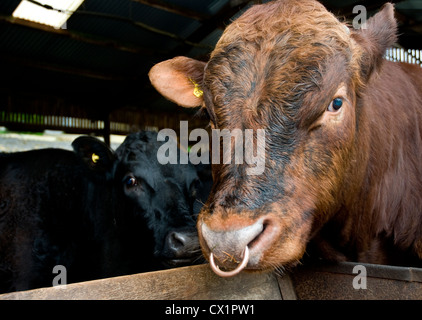 Una chiusura di un testa di tori con anello a naso Foto Stock