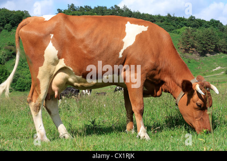 Bianco marrone-mucca mangiare erba nella natura Foto Stock