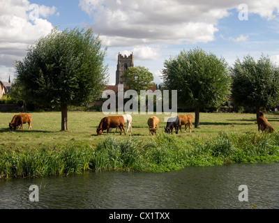 Il pascolo di bestiame sulla terra comune adiacente alla città di Sudbury, Suffolk, Inghilterra. Foto Stock