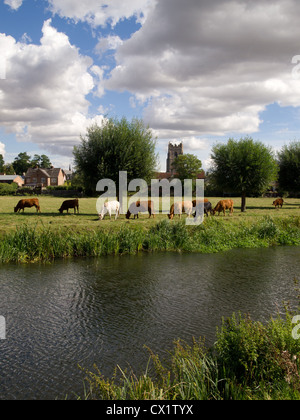 Il pascolo di bestiame sulla terra comune adiacente alla città di Sudbury, Suffolk, Inghilterra. Foto Stock