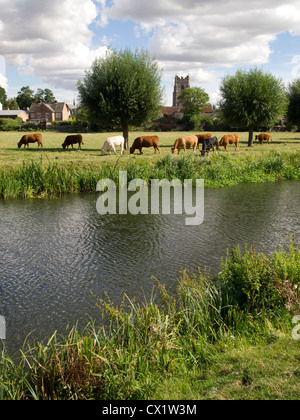 Il pascolo di bestiame sulla terra comune adiacente alla città di Sudbury, Suffolk, Inghilterra. Foto Stock