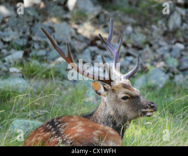 Tranquilla deer giacente in erba Foto Stock