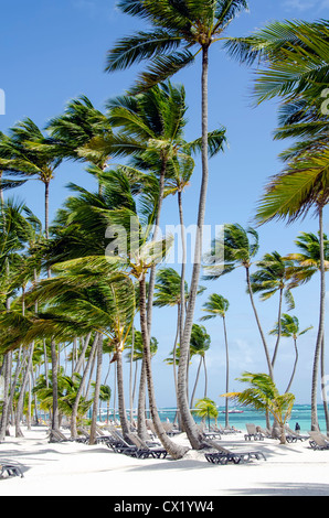 Spiaggia di Bavaro Punta Cana con alte palme di cocco e sdraio in spiaggia Foto Stock