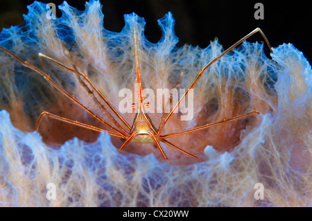 Freccia Yellowline granchio (Stenorhyncus seticornis) sul vaso azzurro spugna di corallo, Marea nera Reef, Bonaire, Antille Olandesi Foto Stock