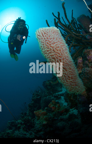 Sommozzatore esamina azure vaso corallo spugna (Callyspongia plicifera) sott'acqua sulla Bari Reef in Bonaire, Antille Olandesi, Foto Stock