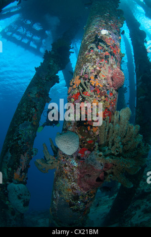 Sommozzatore sott'acqua di sale Pier in Bonaire, Antille Olandesi Foto Stock