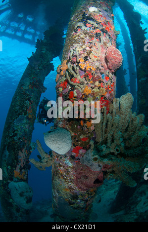 Sommozzatore sott'acqua di sale Pier in Bonaire, Antille Olandesi Foto Stock