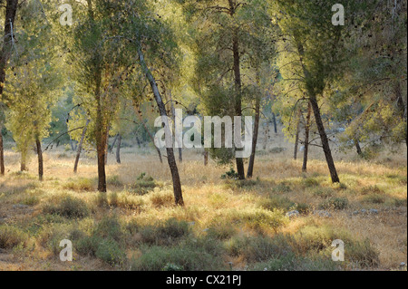 Forest nelle montagne di Israele, vicino a Gerusalemme Foto Stock