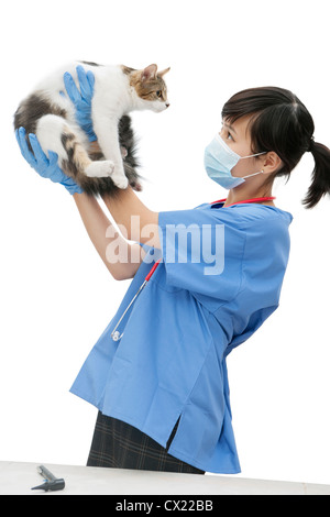 Veterinario femmina tenendo premuto fino cat contro uno sfondo bianco Foto Stock