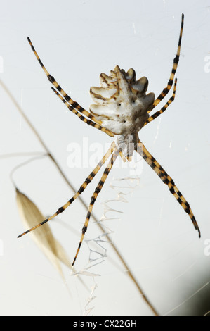 Ragno argiope lobata sul web tra l'erba Foto Stock