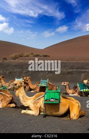 Camel in Lanzarote in timanfaya fire montagne a Isole Canarie Foto Stock
