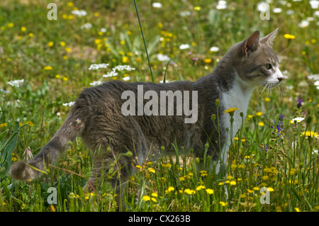 Giovani cat in piedi nel prato fiorito osservando qualcosa con attenzione Foto Stock