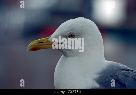 Aringa gabbiano, Larus argentatus. Close up di aringa del gabbiano testa, mostrando la macchia rossa sulla parte inferiore del suo disegno di legge. Foto Stock