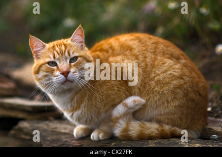 Lo zenzero cat seduto sul muro di pietra nel giardino guardando alert Foto Stock