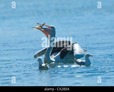 Pellicano australiano di alimentazione (Pelecanus conspicillatus), Minnamurra, Nuovo Galles del Sud, Australia Foto Stock