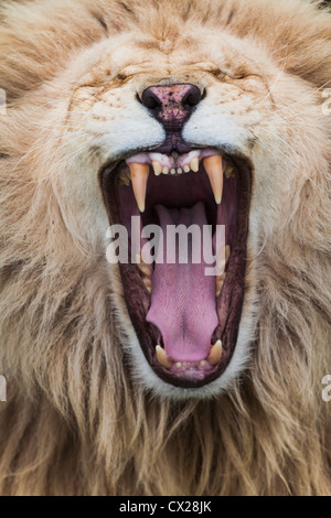 White Lion di esporre i suoi denti con un maestoso sbadiglio, Cango Wildlife Ranch, Sud Africa Foto Stock