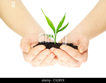 Impianto in mani isolati su sfondo bianco Foto Stock