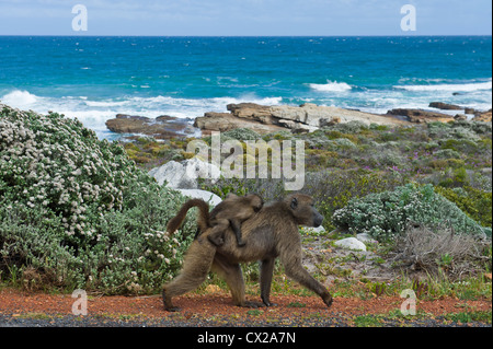 Femmina di babbuino Chacma con giovani, Cape babbuino, (Papio ursinus), Capo di Buona Speranza, Sud Africa Foto Stock