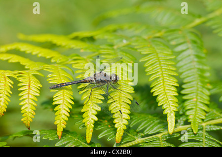 Maschio nero Darter dragonfly su foglia di felce Foto Stock