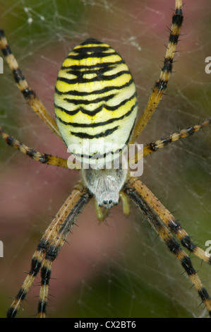 Wasp Spider in web close-up Foto Stock