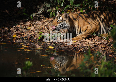 Un giovane tigre puzza labbra dopo un drink in una piscina in uno della centrale di Foresta Indiana chiamato Bandhavgarh Riserva della Tigre Foto Stock