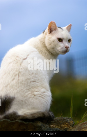 White cat guardare qualcosa alertly Foto Stock