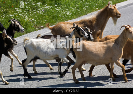 Un gregge di capre, attraversa una strada in Grecia Foto Stock