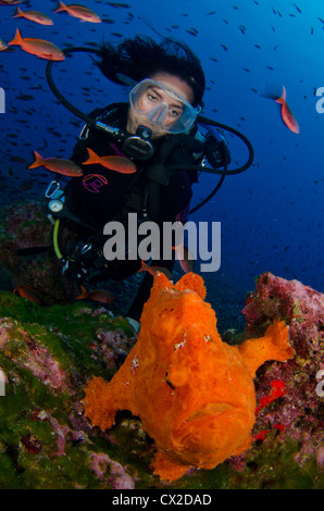 Cocos Island, Costa Rica, subacquea, Sea Life, pesce rana, subacqueo, femmina subacqueo, arancione pesce rana, acqua azzurra, acqua chiara, scuba Foto Stock