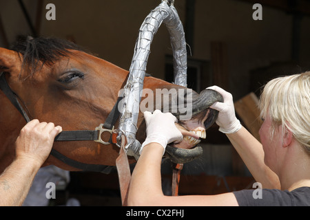 controllo di denti Foto Stock