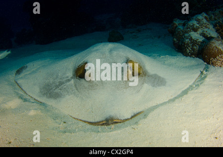 Scena subacquea di Palau, barriere coralline, southern stingray, camouflage, reef tropicali, sabbia, oceano mare, scuba diving Foto Stock