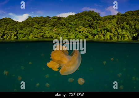 Scena subacquea di Palau, barriere coralline, lago, meduse, fondali bassi blu acqua, acqua chiara, split. fotosub, snorkeling Foto Stock