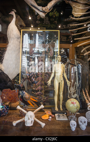 L'evoluzione Store in Spring Street Soho vende teschi, scheletri , New York, STATI UNITI D'AMERICA, Foto Stock