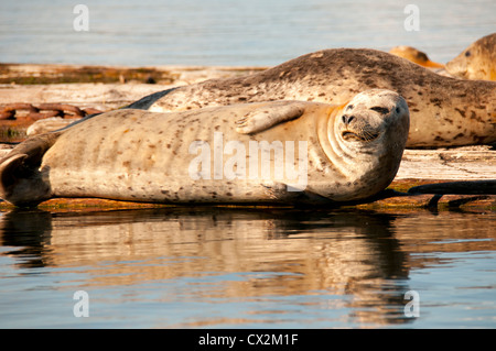Le guarnizioni di tenuta del porto sole stessi su un braccio del registro del Puget Sound, vicino a Olympia, Washington Foto Stock